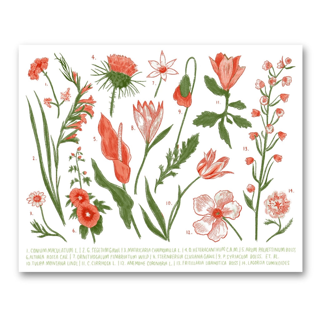 Palestine Wildflowers